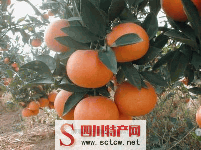 通川柑橘