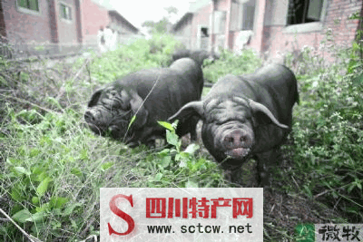 邛崃黑猪 · 邛崃特产 · 邛崃美食 · 邛崃民俗文明 · 邛崃十大景