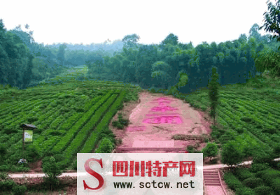 花楸贡茶 · 邛崃特产 · 邛崃美食 · 邛崃民俗文明 · 邛崃十大景