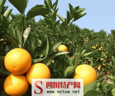 石圭柑橘
