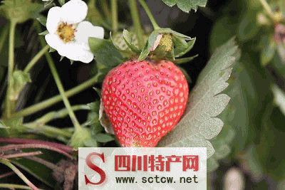 合江草莓