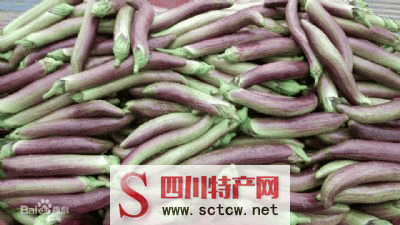 煎茶竹丝茄