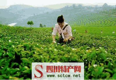 江阳区特产优质茶专题