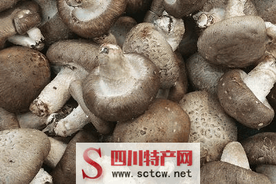 华蓥山香菇