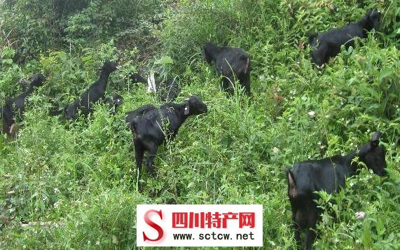 猛烈保举！盘货到四川旅游不得不买的最具成都味道的十大特产