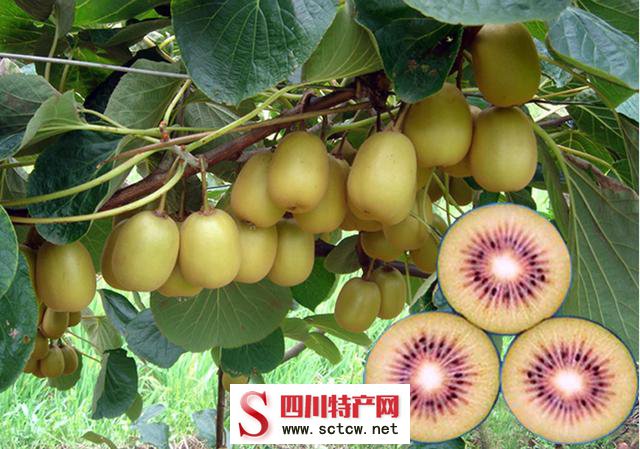 成都十大特产