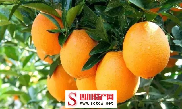 攀枝花bob综合体育官方app下载：纽荷尔脐橙