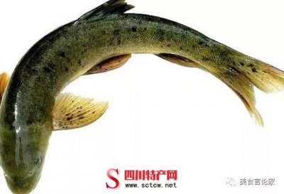 四川雅鱼,雅安的名特产之一,大多数人没吃过的宝贵淡水鱼!