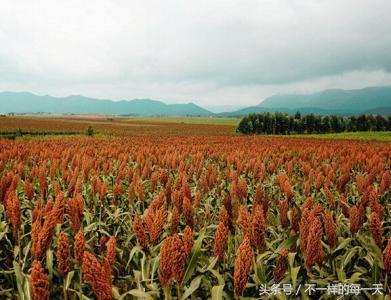 四川特色美食之泸州十大特产