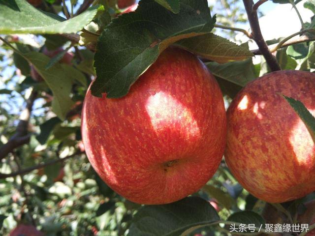 大凉山盐源县特产美食 红心苹果