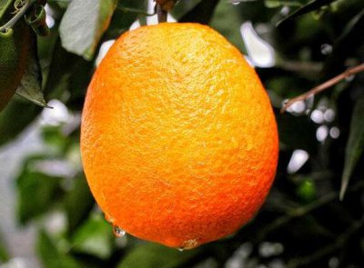  蓬安锦橙